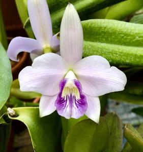 Cattleya sincorana