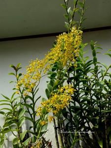 Dendrobium sylvanum