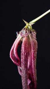 Bulbophyllum plumatum