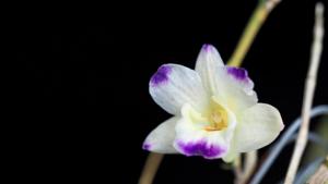 Dendrobium sanguinolentum