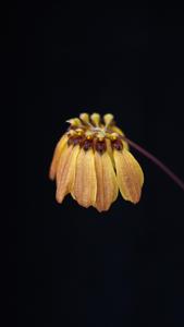 Bulbophyllum mastersianum