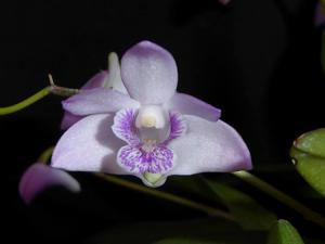 Dendrobium kingianum