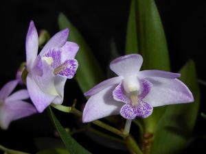 Dendrobium kingianum