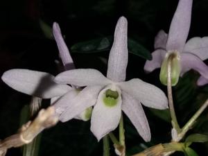 Dendrobium moniliforme