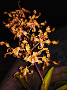 Dendrobium discolor