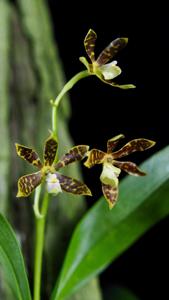 Prosthechea boothiana
