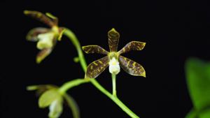 Prosthechea boothiana