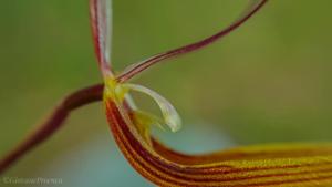 Restrepia brachypus