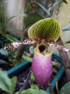 Paphiopedilum moquetteanum