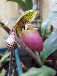 Paphiopedilum moquetteanum