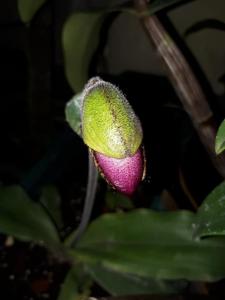 Paphiopedilum moquetteanum