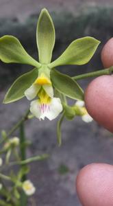 Encyclia alboxanthina