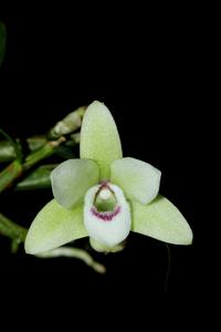 Dendrobium officinale