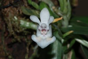 Phalaenopsis thailandica