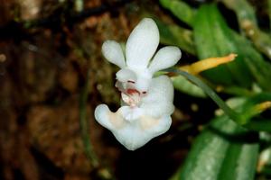 Phalaenopsis thailandica