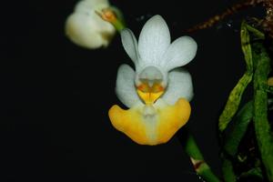 Phalaenopsis lobbii