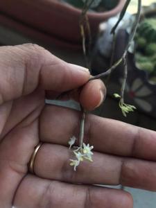 Dendrobium herbaceum