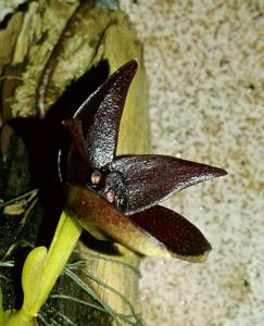 Bulbophyllum elevatopunctatum