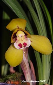 Cymbidium goeringii