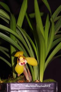 Cymbidium goeringii