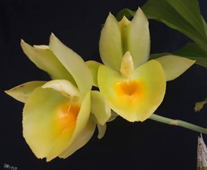 Catasetum pileatum