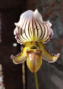 Paphiopedilum fairrieanum