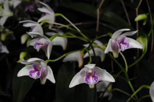 Dendrobium kingianum