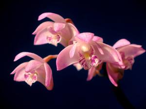 Dendrobium kingianum