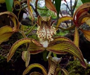 Cymbidium tracyanum