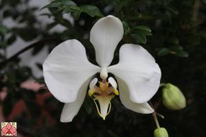 Phalaenopsis amabilis