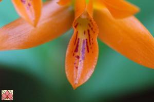 Guarianthe aurantiaca