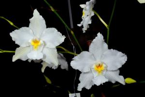 Oncidium nobile