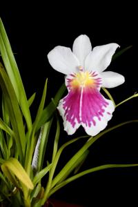 Miltoniopsis phalaenopsis