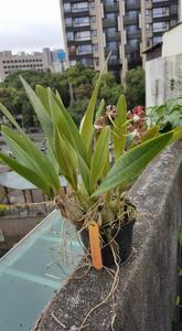 Encyclia suaveolens