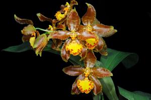 Rossioglossum hagsaterianum