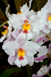 Oncidium nobile