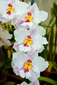 Oncidium nobile