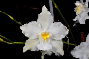 Oncidium nobile