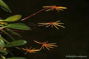 Bulbophyllum makoyanum