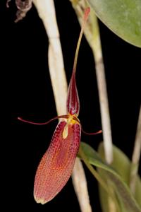 Restrepia contorta