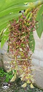 Cycnoches pentadactylon