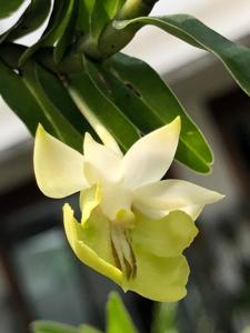 Dendrobium uniflorum