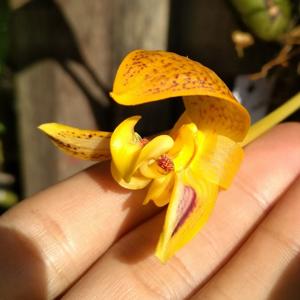 Bulbophyllum dearei