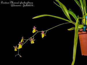 Oncidium ghiesbreghtianum