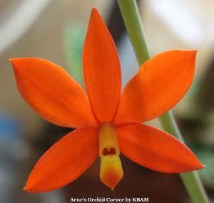 Prosthechea vitellina