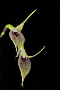 Masdevallia zahlbruckneri