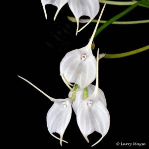 Masdevallia tovarensis