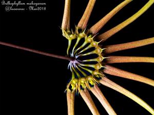 Bulbophyllum makoyanum