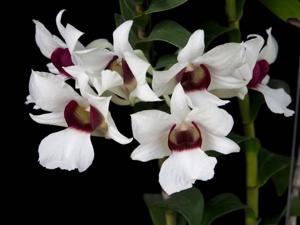 Dendrobium sanderae