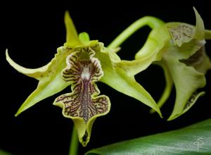 Dendrobium alexandrae